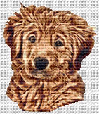 (image for) Wet - Golden Retriever Puppy